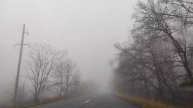 Curving empty asphalt road passing through foggy pine forest. Fog above route. 