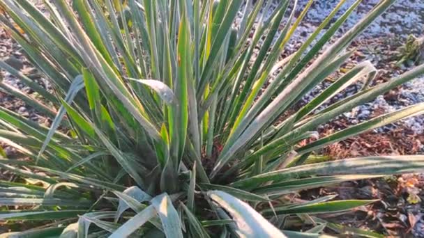 Yucca leaves in frost. yukka Palm tree growing outdoors. — 비디오