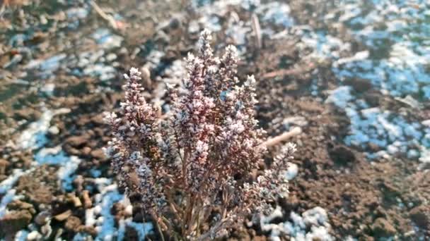 Thyme Herbs under snow in herbal rustic home garden. Winter thyme. — Stockvideo