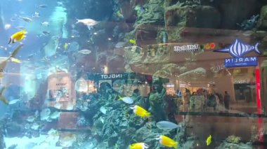  Akvaryumda çeşitli balık ve köpekbalıkları olan bir akvaryum.