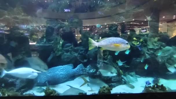 Akwarium z różnymi rybami i rekinami w akwarium — Wideo stockowe