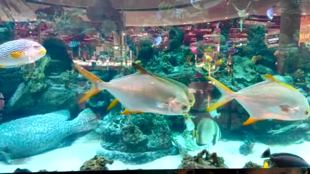 Aquário com peixes de variedade e tubarões no aquário — Vídeo de Stock