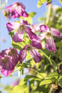 Klematis çiçeği - Ranunculaceae. Çiçekli.
