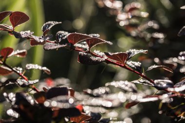 Yeşil yapraklı arka planda yağmur damlaları. Barberry bitkisi