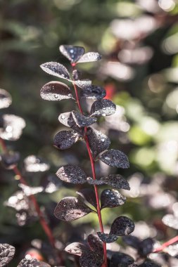 Yeşil yapraklı arka planda yağmur damlaları. Barberry bitkisi