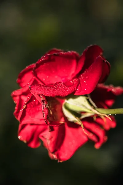 Beautiful Rose Flower Garden Background Blurry Nature — Stock Photo, Image