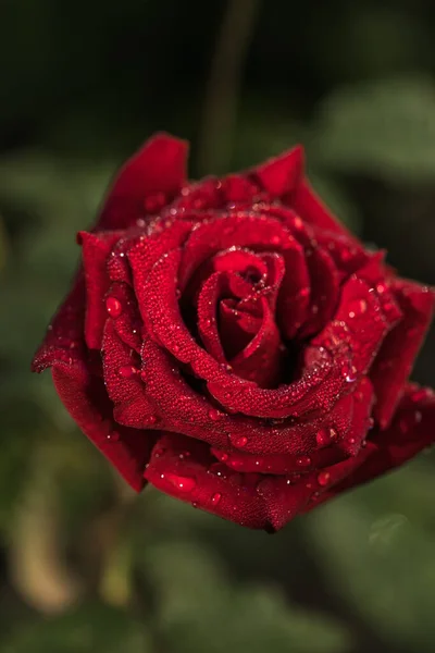 Цветок Розы Саду Фоне Размытости Природа — стоковое фото