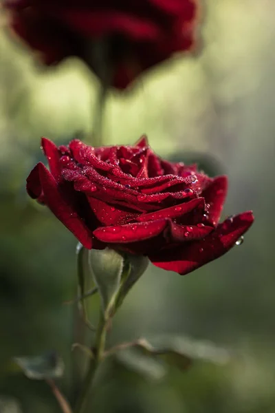 Beautiful Rose Flower Garden Background Blurry Nature — Stock Photo, Image