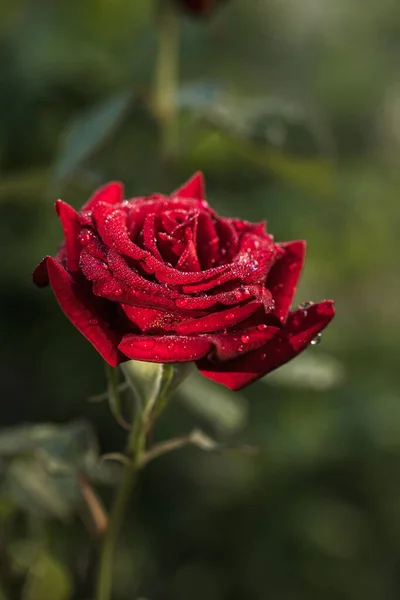 Beautiful Rose Flower Garden Background Blurry Nature — Stock Photo, Image