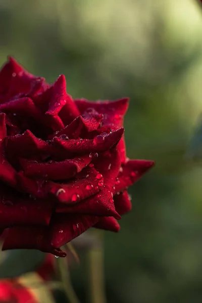 Beautiful Rose Flower Garden Background Blurry Nature — Stock Photo, Image