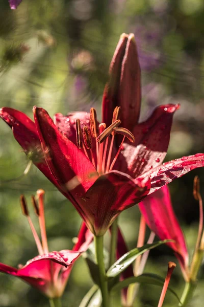 Frühlingsblumen Der Lilie Nahaufnahme — Stockfoto
