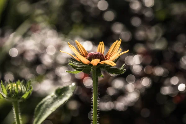 Kwiat Rudbeckia Lub Rudbekia Fulgida Goldstrum Żółty Stożek Pomarańczowy Pięknem — Zdjęcie stockowe