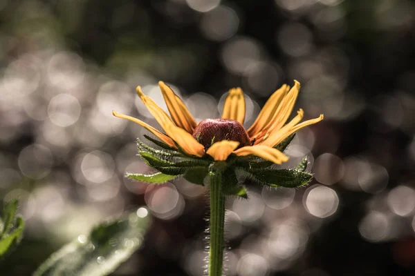 Kwiat Rudbeckia Lub Rudbekia Fulgida Goldstrum Żółty Stożek Pomarańczowy Pięknem — Zdjęcie stockowe