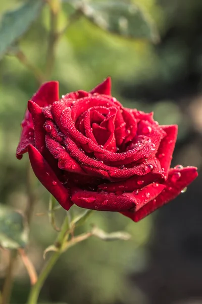Rose Flower Blooming Roses Garden Nature — Stock Photo, Image