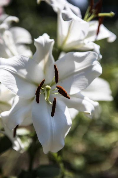 Schöne Lilienblüte Liliengarten — Stockfoto
