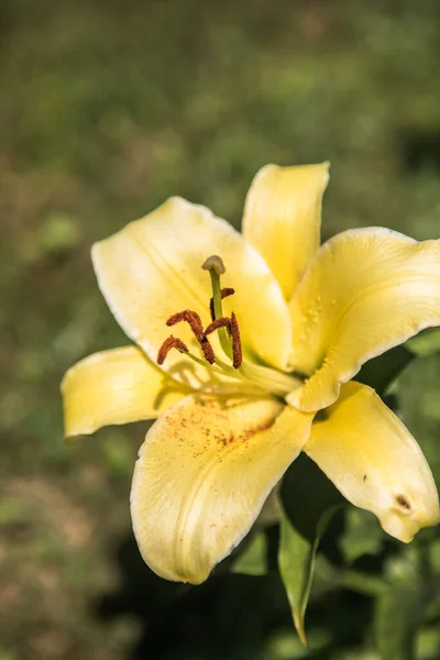 Zambak Bahçesindeki Güzel Zambak Çiçeği — Stok fotoğraf