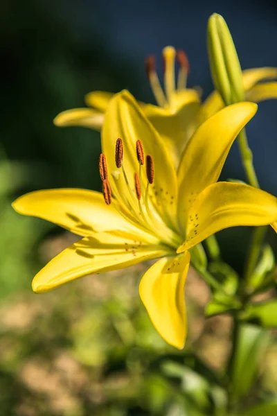 Schöne Lilienblüte Liliengarten — Stockfoto