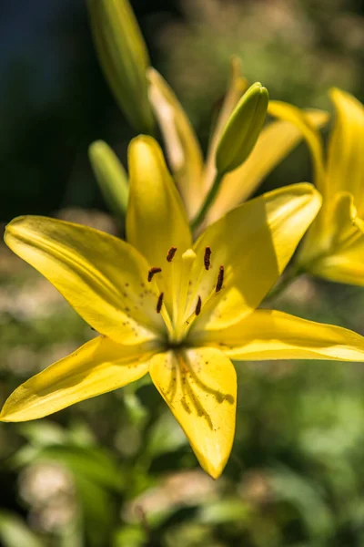 Schöne Lilienblüte Liliengarten — Stockfoto