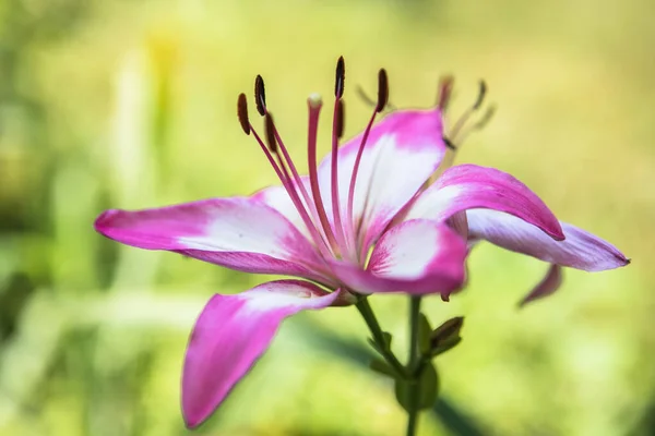 Schöne Lilienblüte Liliengarten — Stockfoto