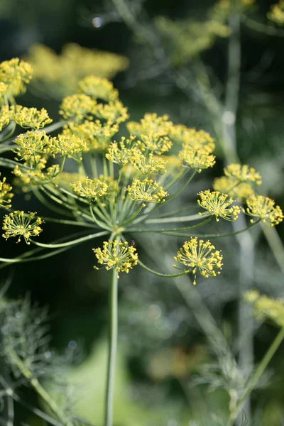 Dill Anethum Graveolens Annual Herb Celery Family Apiaceae Royalty Free Stock Photos