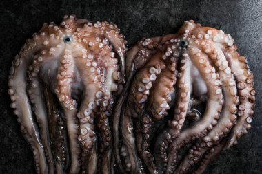 Ahtapot. Yaratıcı sağlıklı yiyecek kavramı ve ahtapottan alınmış lezzetli deniz ürünleri fotoğrafları..