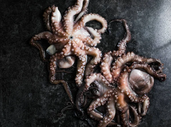 Ahtapot. Yaratıcı sağlıklı yiyecek kavramı ve ahtapottan alınmış lezzetli deniz ürünleri fotoğrafları..