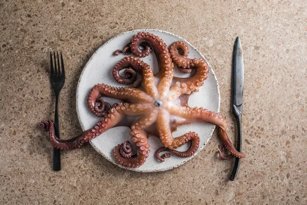 Octopus cooked with chopped herbs served on a  plate