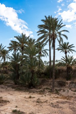 palmiye ağacı grup mavi gökyüzü ile