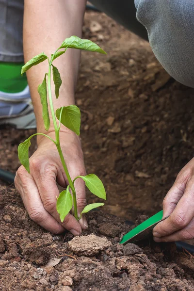 Händer plantering en paprika planta — Stockfoto