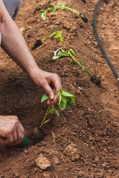 Händer plantering en paprika planta — Stockfoto