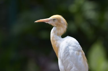 yeşil bir arka plan üzerinde ak balıkçıl