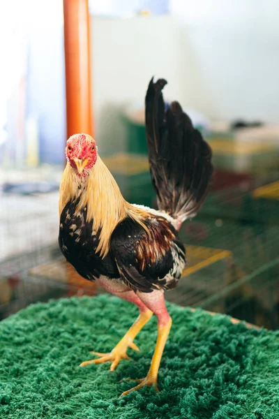 Lullen Klaar Voor Het Gevecht — Stockfoto