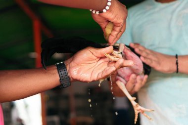 Vahşi dövüş horozuyla dövüşmeye hazırlanıyorum.