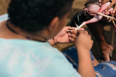 Vahşi dövüş horozuyla dövüşmeye hazırlanıyorum.