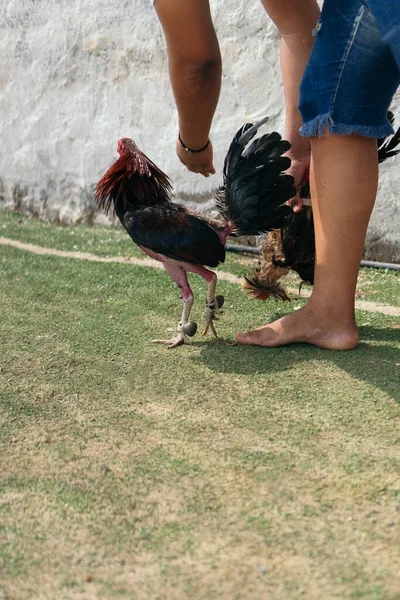 Rooster Wordt Getraind Voor Een Gevecht — Stockfoto