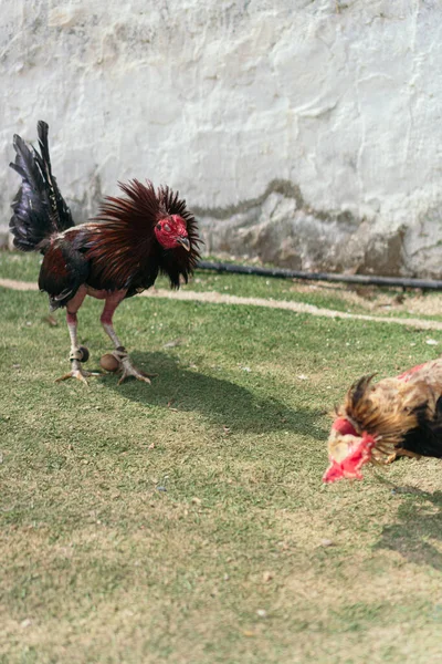 Rooster Being Trained Fight — Stock Photo, Image
