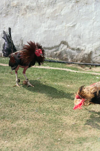 Galo Sendo Treinado Para Uma Luta — Fotografia de Stock