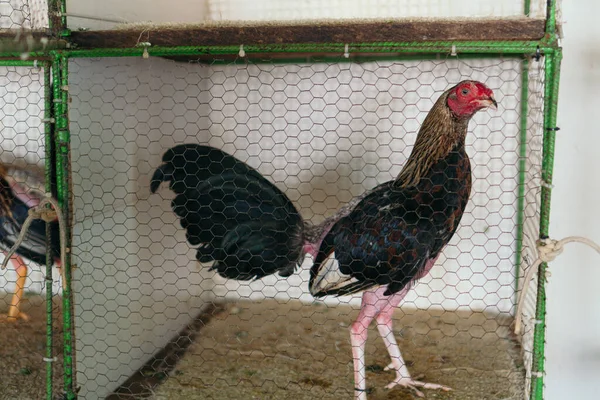 Rooster Klaar Vechten — Stockfoto