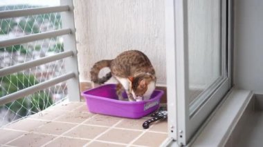 Kedi kaka yapıyor çöp kutusuna