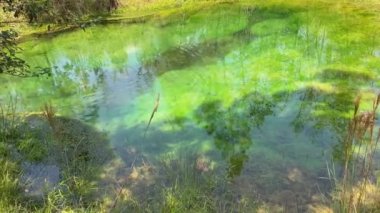 Kolombiya Villa de Leyva 'daki Pozos Azules' un vahşi yeşil doğası.