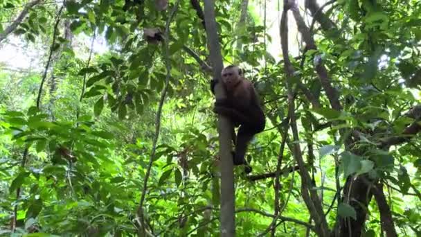 サルは熱帯雨林でバナナを食べる エキゾチックな森の中の面白い野生動物のシーン — ストック動画