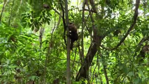 Vista Mono Comiendo Fruta Colgando Árbol Selva Tropical Divertida Escena — Vídeo de stock
