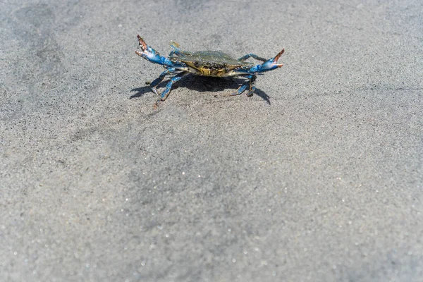 Blue crab, beautiful crab on the shore of the beach
