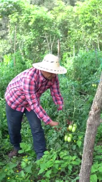 Man Picking Vine Tomatoes Orchard — Αρχείο Βίντεο