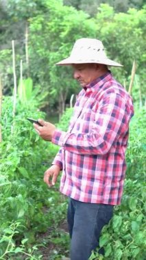 man checks the development of the tomato crop in his field