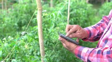 Hispanic man checks the development of the tomato crop in his field