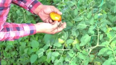 High angle close up of farmer holding bunch of fresh tomatoes