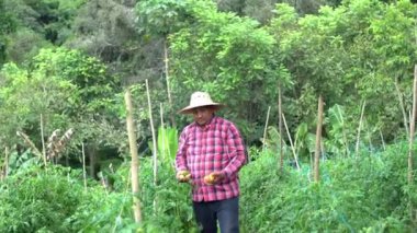 Male worker harvesting ripe tomatoes at organic farm