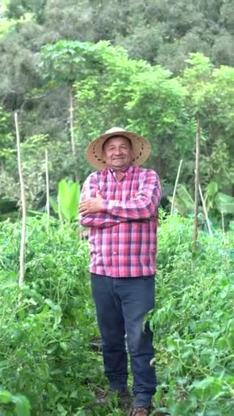 Man Middle Green Field Tomato — стоковое видео
