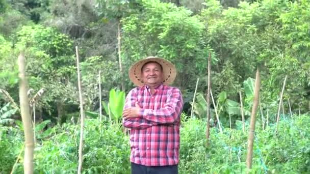 Hispanic Man Middle Green Field Tomato — стоковое видео